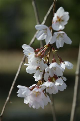 Weeping Cherry flowers